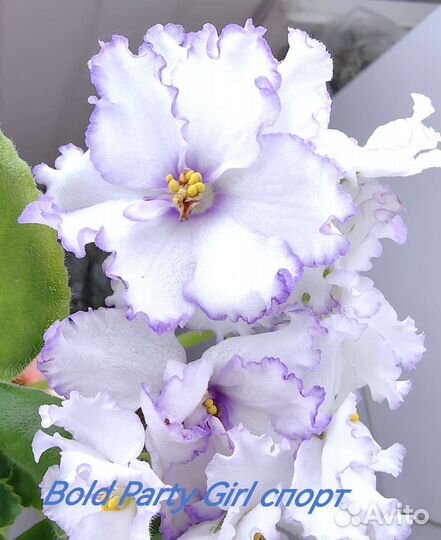 Сенполии цветущие