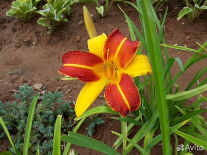 Лилейники Раджа