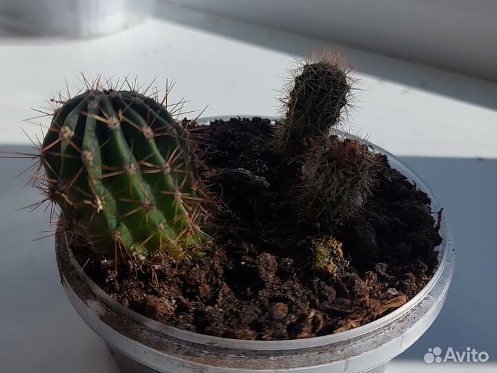 Кактус цветущий