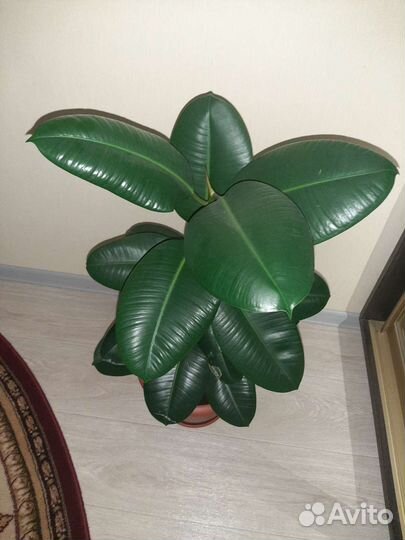 Комнатные растения