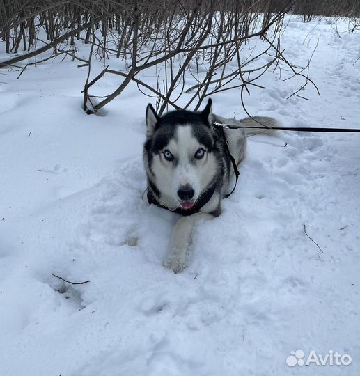 Собака в добрые руки хаски