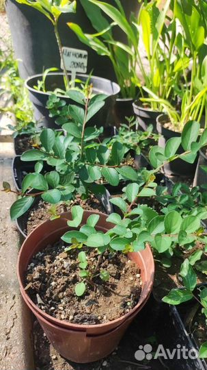 Лагерстремия индийская