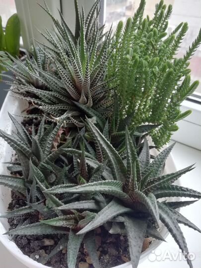 Суккуленты