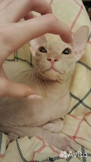 Донской сфинкс