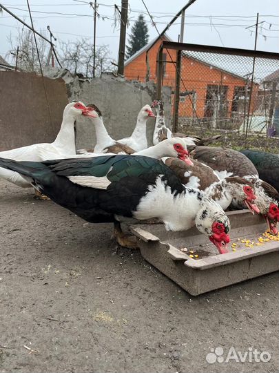 Продажа утей