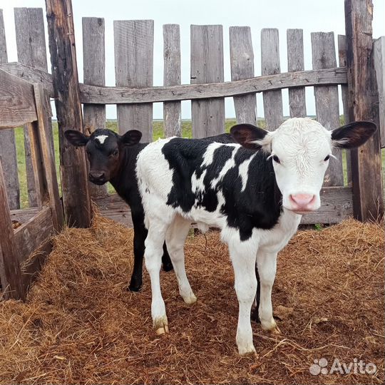 Молодняк крс