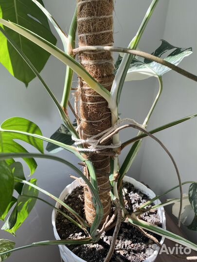 Монстера альба