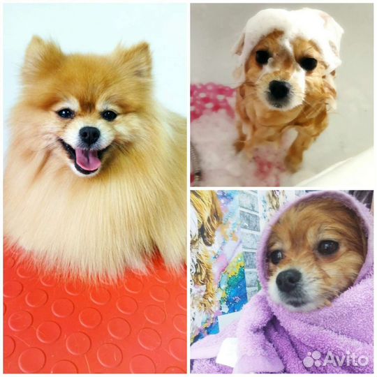 Груминг домашних питомцев