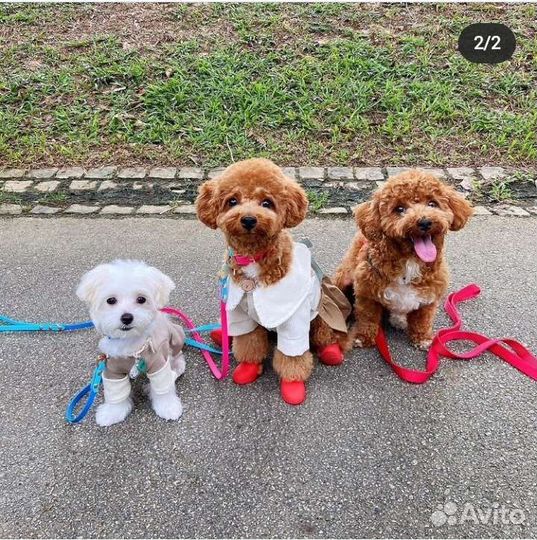 Мальтипу red brown