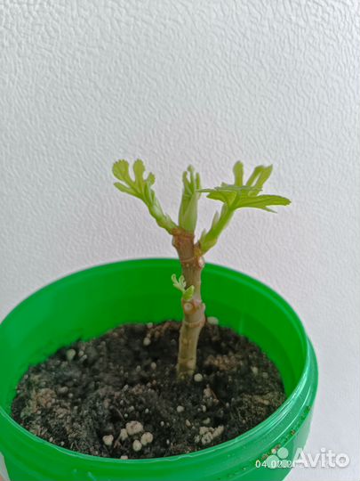 Инжир brown turkey