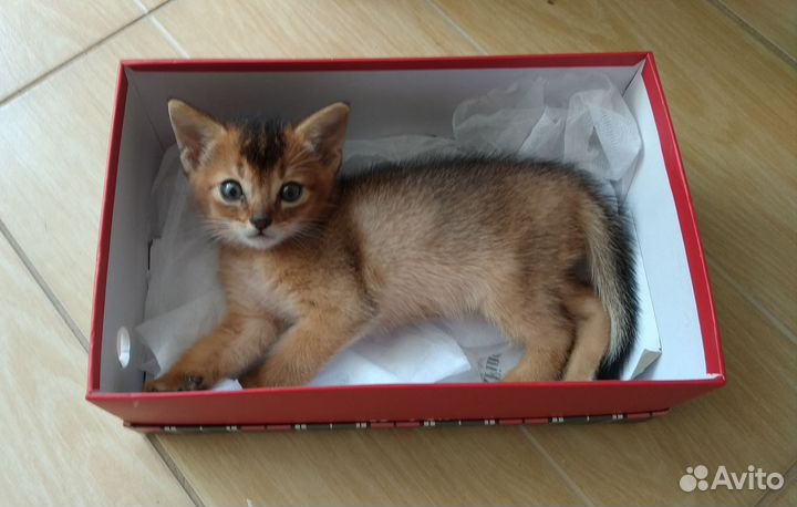 Абиссинский котёнок