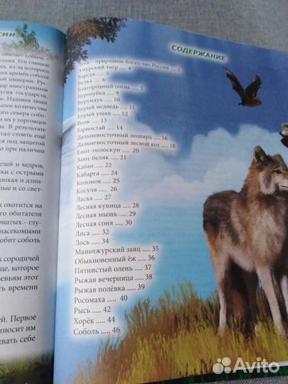 Энциклопедия для детей про лесных животных