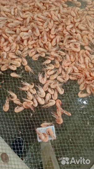 Азовская креветка