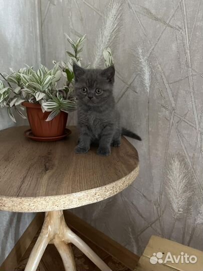 Продам котят