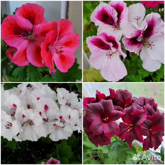 Пеларгония (герань), бугенвиллия разные