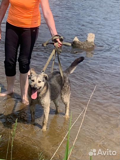 Собаки бесплатно