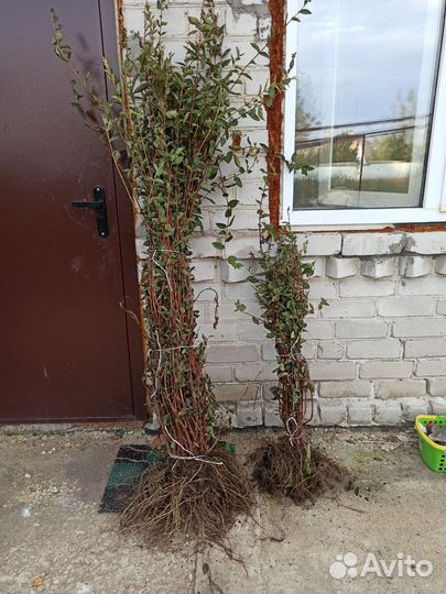 Саженцы Жимолость