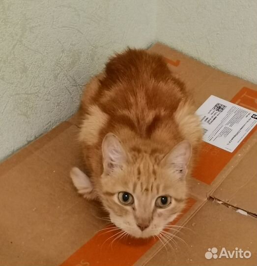 Кошечки ищут вас