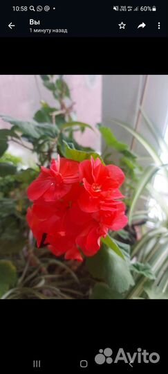 Герань пеларгония цветущее растение