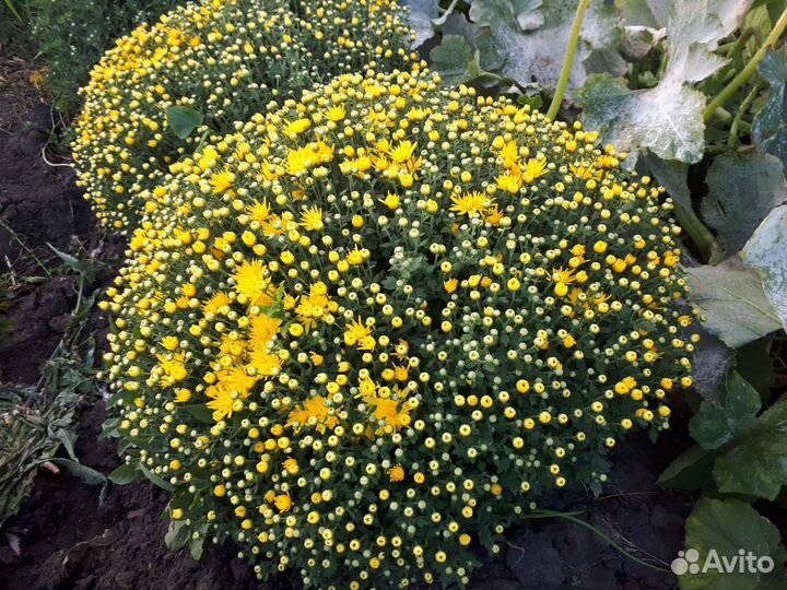 Хризантемы мультифлора