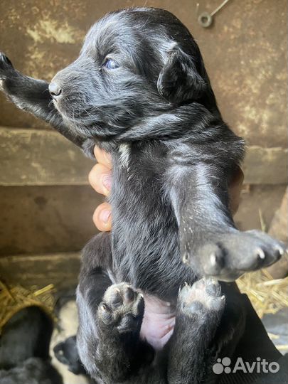 Шенок лабрадор