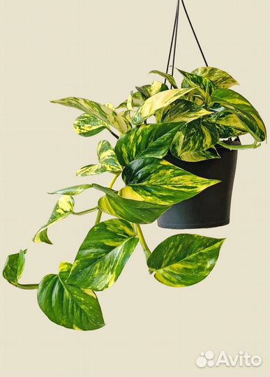 Эпипремнумы сортовые (сциндапсус)