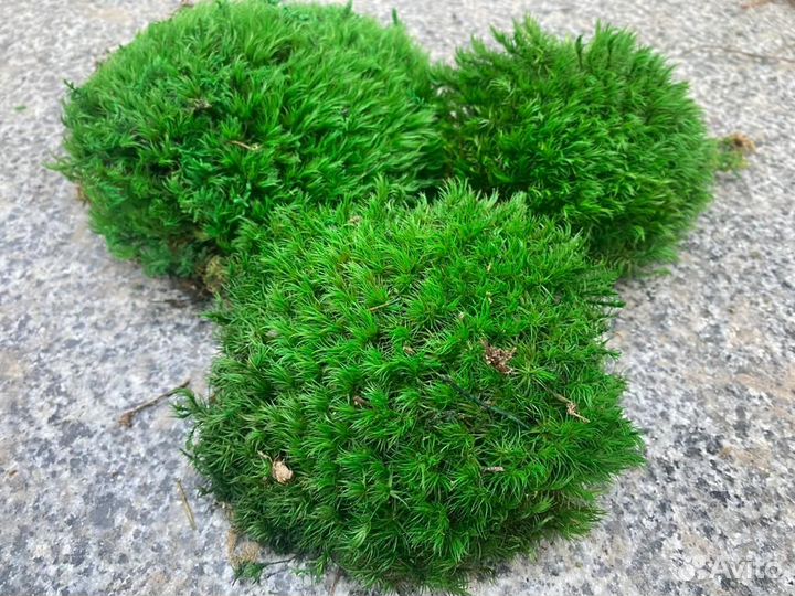 Стабилизированный мох