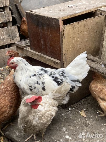 Молодые петухи Ливенские,пушкинские,борковская