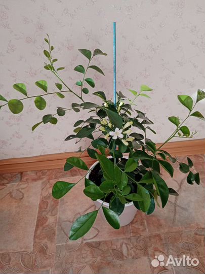 Мурайя взрослое растение