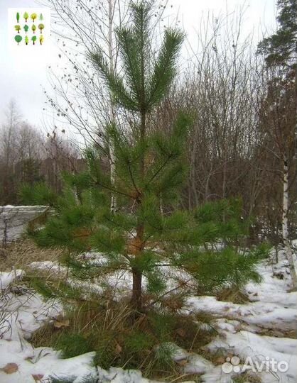 Крупномеры сосны