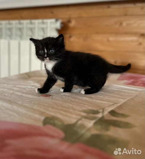 Кошечки в добрые руки