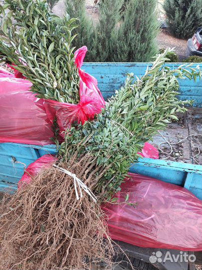 Озеленение Бирючина оптом Саженцы