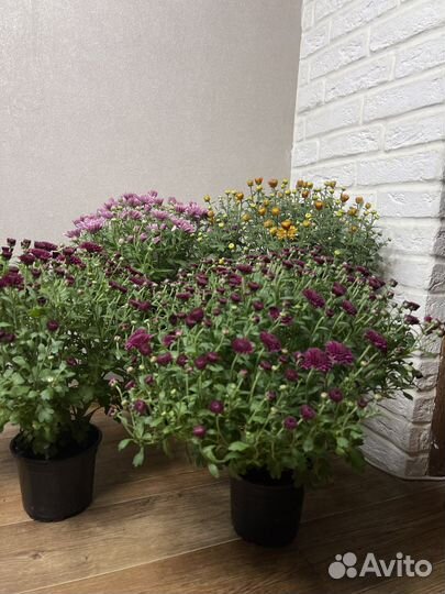 Хризантема в горшке комнатные цветы