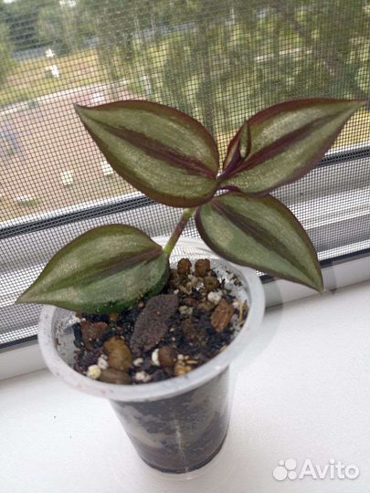 Сциндапсус марбл apple и традесканция зебрина