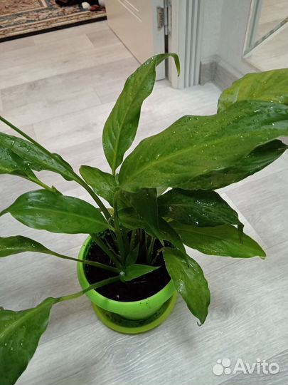 Спатифиллум