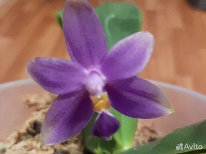 Орхидея от mituo Violacea Indigo