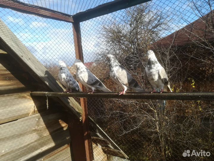 Продажа николаевских голубей