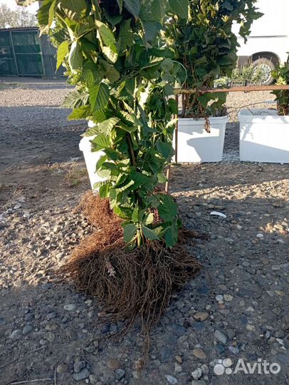 Саженцы Ежевики