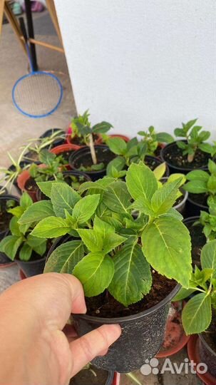 Гортензия бесконечное лето крупнолистовая