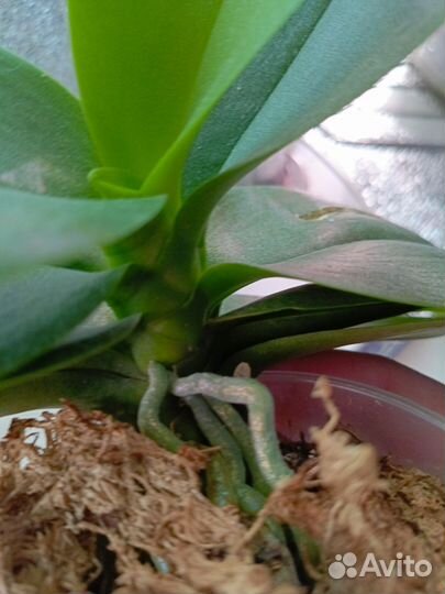 Орхидея фаленопсис Summer Song