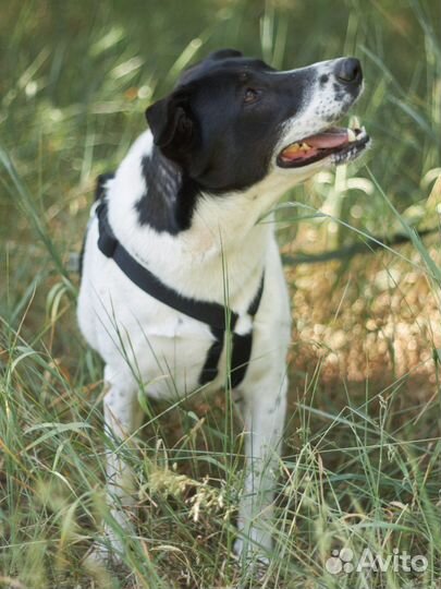 Красавчик Смоки хочет домой из приюта