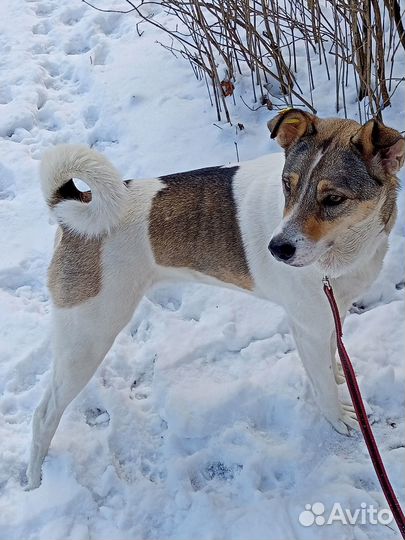 Луна собака компаньон