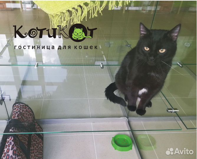 Гостиница для кошек, передержка, Сипайлово