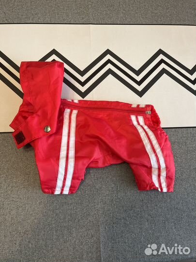 Комбинезон на мини той терьера