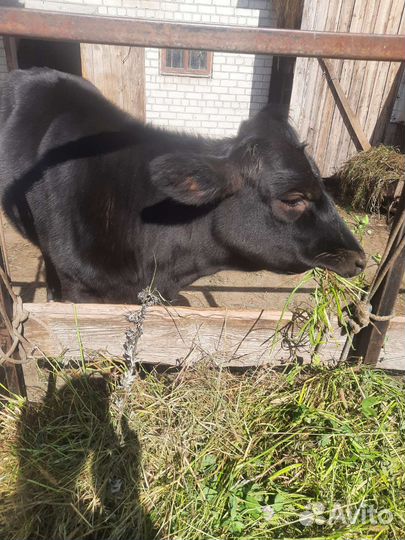 Коровы и телки