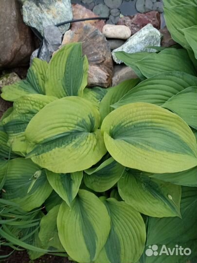 Хоста Goodness Gracious