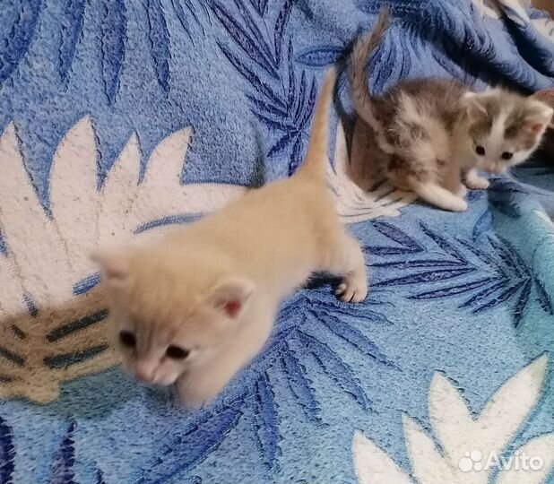 Кошка в дар бесплатно