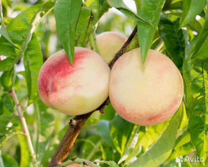 Саженцы персика