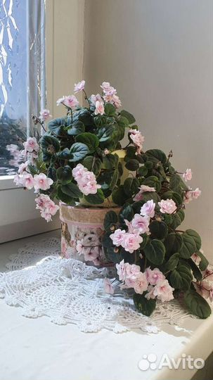 Фиалка трейлер