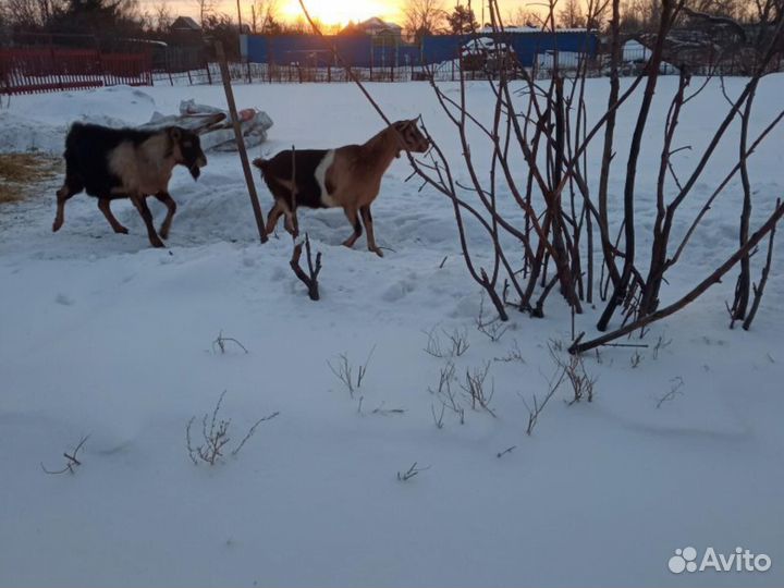 Альпийские Козы ч/п100%